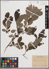 Foto von Salix cinerea L. x Salix nigricans Sm.